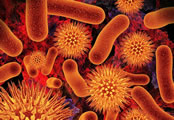 Microbiotes méconnus : la flore intestinale